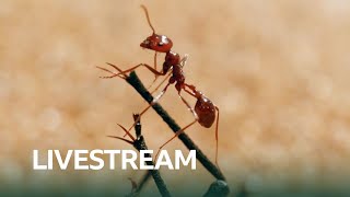 Live 🔴 The Tiny World Of Insects