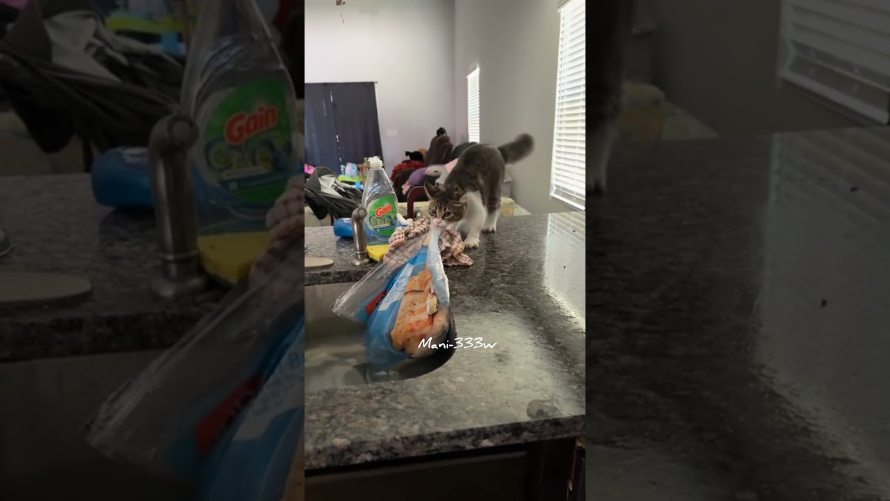 Cats 😺 Caught Stealing Food 🍕🥩 