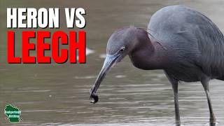 Little Blue Heron VS Massive Leech! Who Will Win?