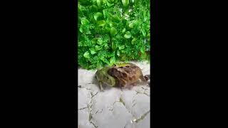 frog fortress 2