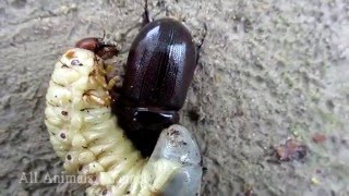 Amazing Animals Video - Parent Rhino Beetle Helps Beetle Larvae