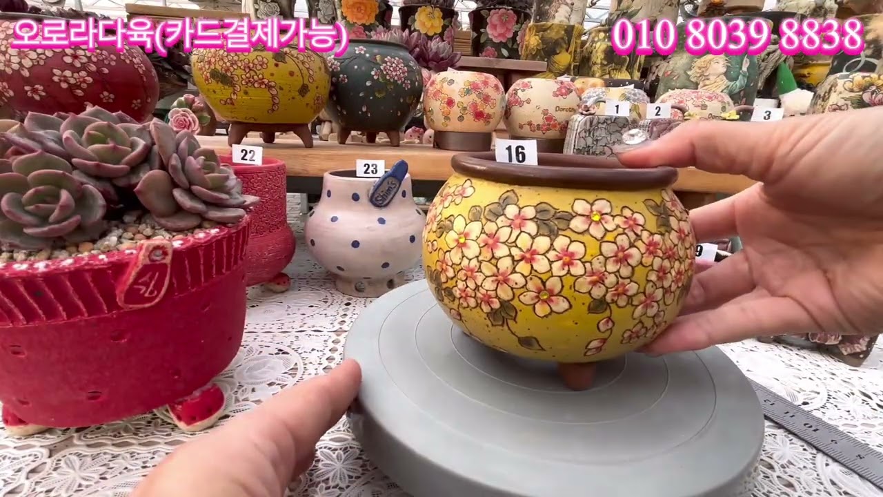 1월30일(금)_카드결제가능_오로라다육과 함께 1월의 마지막 금요일 함께하세요❤️❤️❤️#명품다육화분판매영상 #오로라다육 #제리병장다육원 #다육이 #succulent #plant 