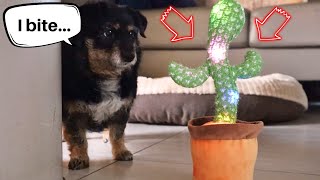 Talking Cactus Toy Prank on Dogs - Their Reactions are Priceless