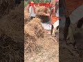 गेहु के कताई  थ्रेशर  #shorts video