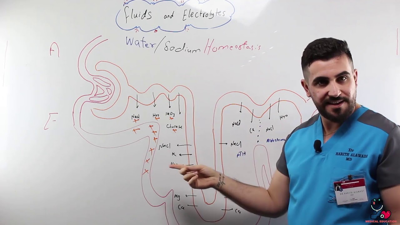 Water Sodium Homeostasis 1 by : Dr Harith Alawadi
