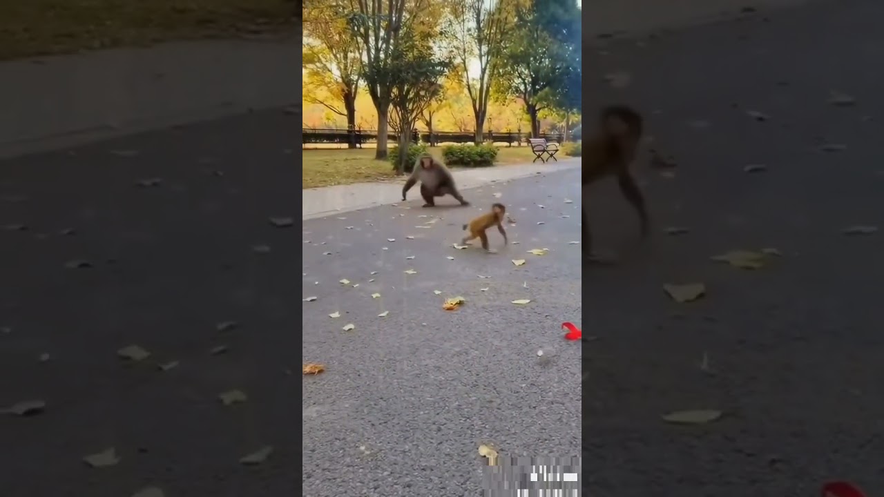 Monkey fun  
