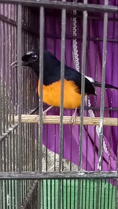 MURAI BORNEO ISIAN LOVEBIRD #muraibatufullisian