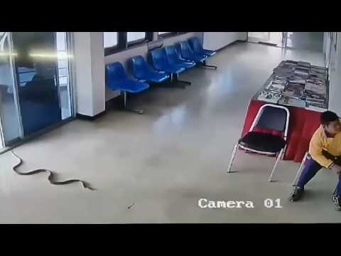 अचानक सांप का हमला | Sudden Attacks by Snake | snake Attack