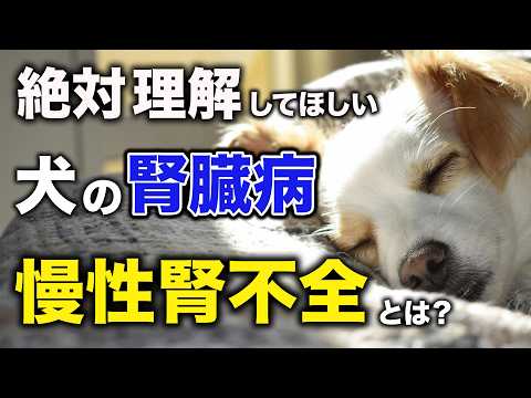 見逃すな！犬の慢性腎臓病のサイン…普通の老化と勘違いしていませんか？