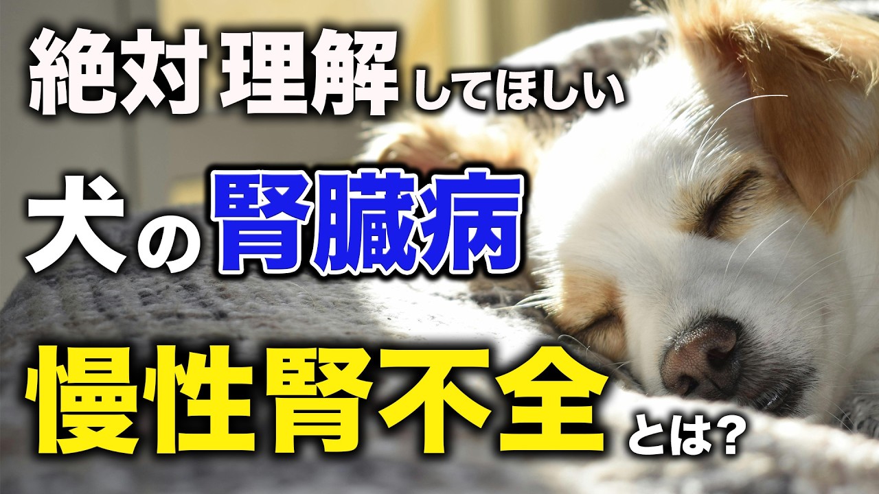 【犬の腎臓病】絶対理解してほしい！犬の慢性腎不全と対策を解説