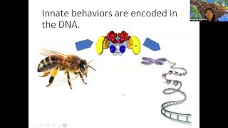 Bee Breeding and IPM for Better Pollinator Health
