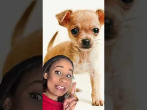 Video: ¿Qué tan grandes crecen los chiweenies?