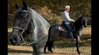 "Lawman" Blue Roan Tennessee Walking Horse Gelding (TWHBEA) | Consigned to Thehorsebay.com