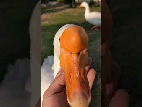Федя обманщик #winterbirds #goose #funny #animals #winter #rabbit #birds #юмор