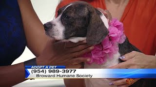 Adopt a Pet: October 29