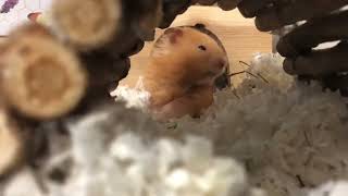 Most Memorable Hamster moment by R 49 views 1 year ago 23 seconds