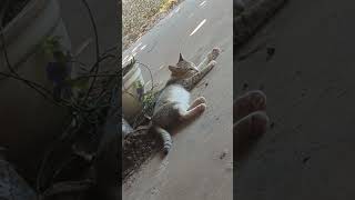 Hes Waiting For His Food