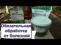 Виноград в теплице .Обработка винограда  после цветения.