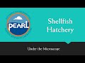 Pearl hatchery under the microscope