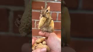 Cut From Chipmunksandfriends Chipmunk N Long Peanut