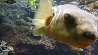 Funny Fish Attack And Trolling People Best Vine Town