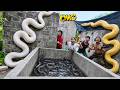 Brave Expert Rescues Younger Sister from Giant White Python