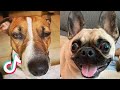🤣Funny Dog Videos 2021🤣 🐶 It's time to LAUGH with Dog's life #7