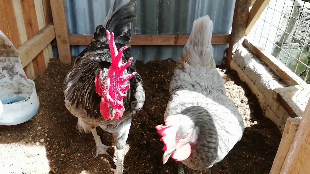 Freerange chicken feeding strawberry dominant blue lays egg YouTube