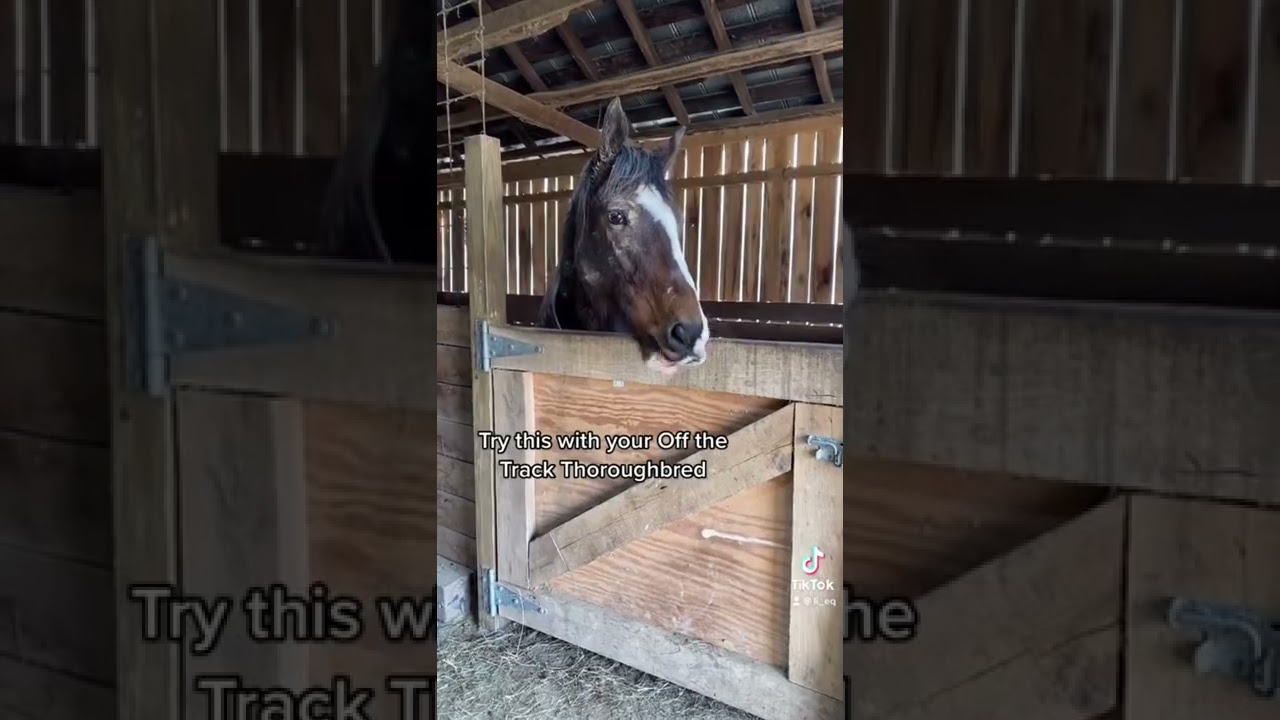 Race Horse Trumpet!!