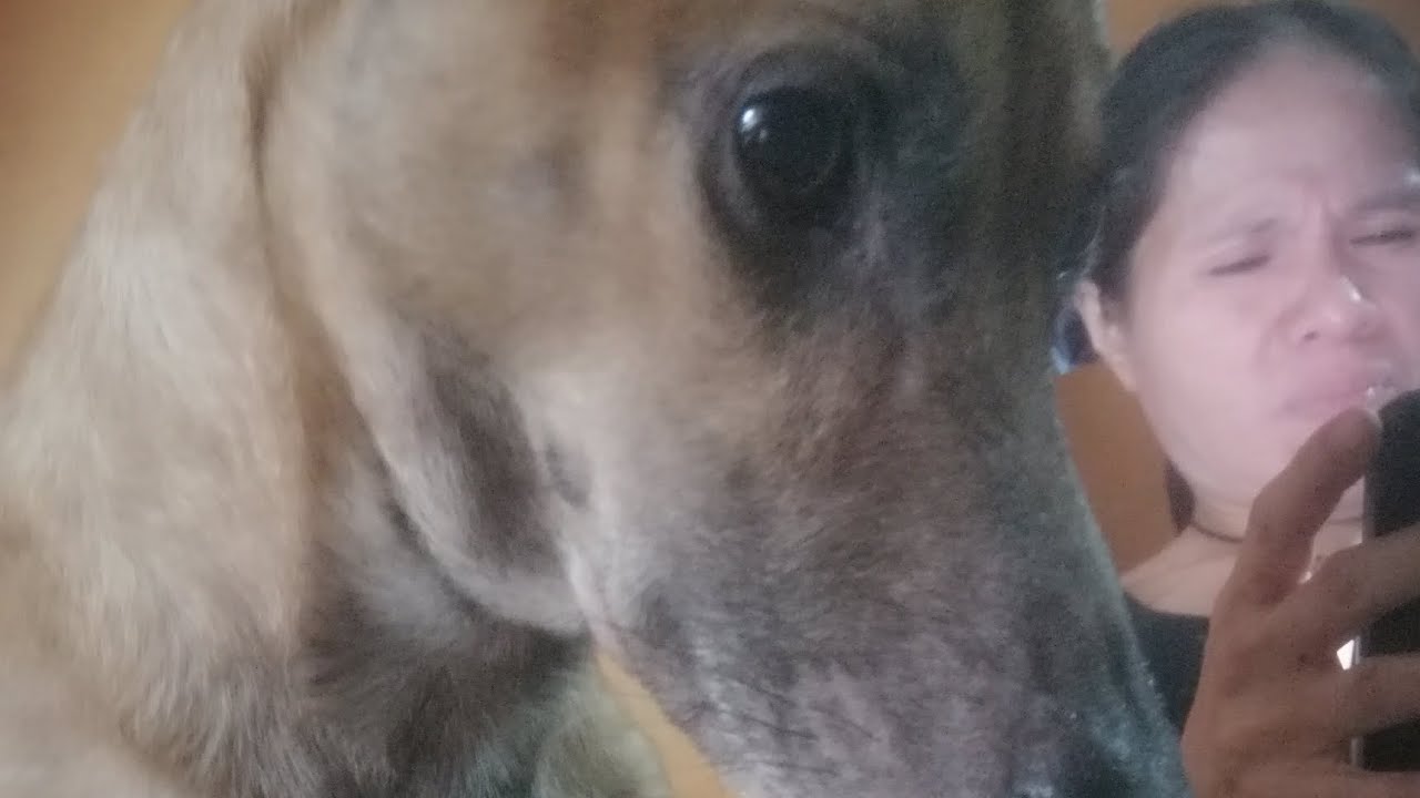 panay away ni Cooper at puro aso ko🦮🐕‍🦺🦮🐕‍🦺🐕‍🦺🐈🐆🐈