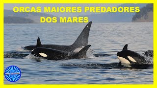 ORCAS - O SUPER PREDADOR - FATOS VERDADEIROS