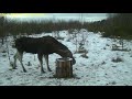 Видео с фотоловушки! Шикарный солонец, зверей как магнитом тянет! Лоси на солонце! Phototrap!