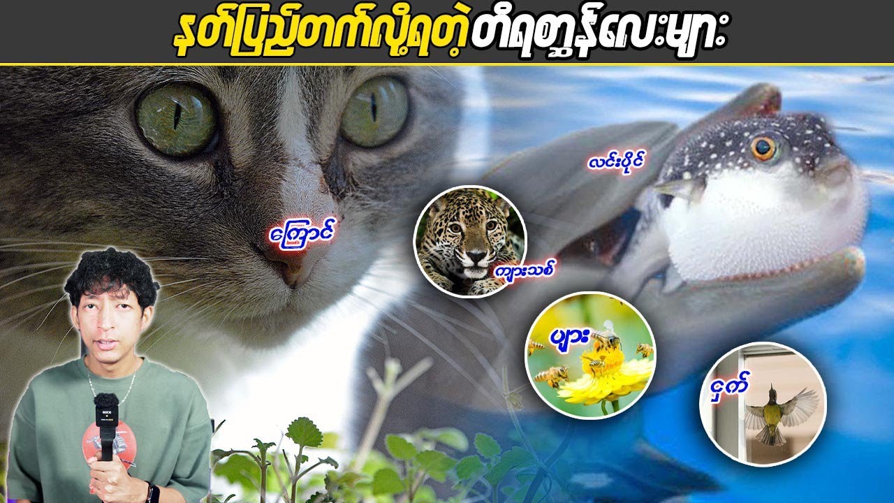 နတ်ပြည်တတ်လိုရတဲ့ တိရစ္ဆာန်လေးများ