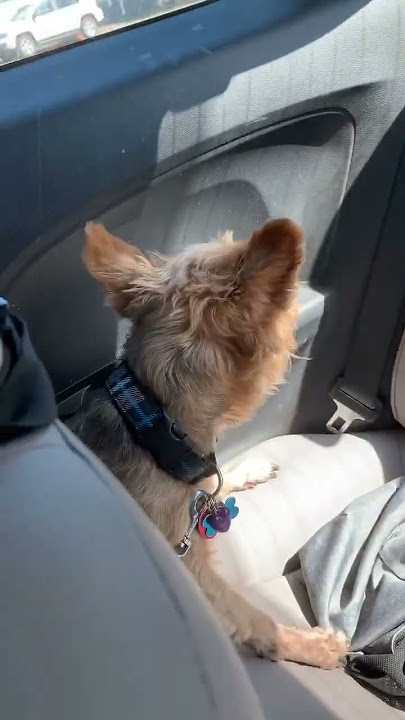 Tinggalkan anjing buta sendirian di mobil Anda selama 30 detik dan mereka akan terjebak. #anjing #anjingsenior #celanapendek