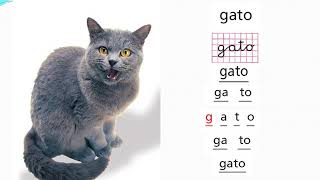 Lección gato - parte 1