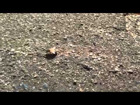 beetlejuice Why did the bee cross the parking lot?
