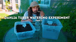 Dahlia tuber watering experiment - Part 1