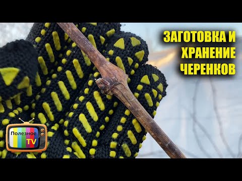 Виноград Заготовка и хранение виноградных черенков