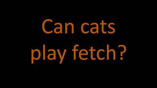Can cats play fetch?