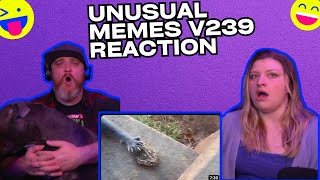 UNUSUAL MEMES COMPILATION V239 @UnusualVideos | HatGuy & @gnarlynikki React