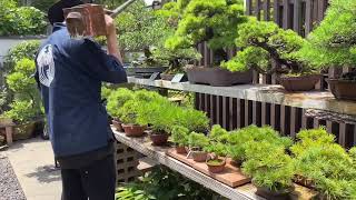 盆栽清香園】6月中旬の晴れの庭園風景 - YouTube