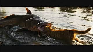 The Giant Catfish attack the mother cat and eat disappear in the water