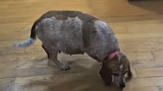 Stormie-Potamus The Beagle Is Due Very Soon