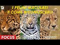 I FELINI MACULATI E COME RICONOSCERLI / #FOCUS