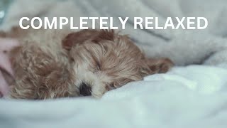 Best Sounds for puppy, soothing dog sounds for anxiety, completely relax, peaceful, calm your dog by TimeToRelax 232 views 1 year ago 9 hours, 52 minutes