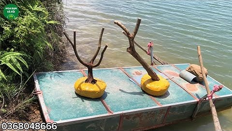 Hoa sim rừng dáng bay & dáng 1 thân tay cành đẹp