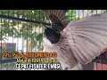 Suara Burung Kutilang Gacor ASLI Tanpa isian, Ampuh untuk Pikat Kutilang bikin kutilang Ribut gacor