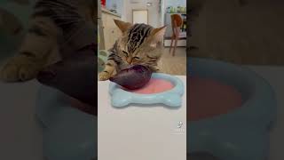 Funny cat eating vegetable