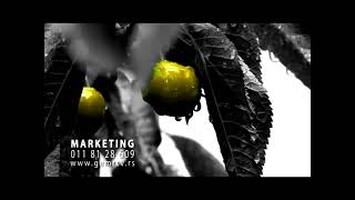 Tv Dzinglovi V2 Yellow Cherry