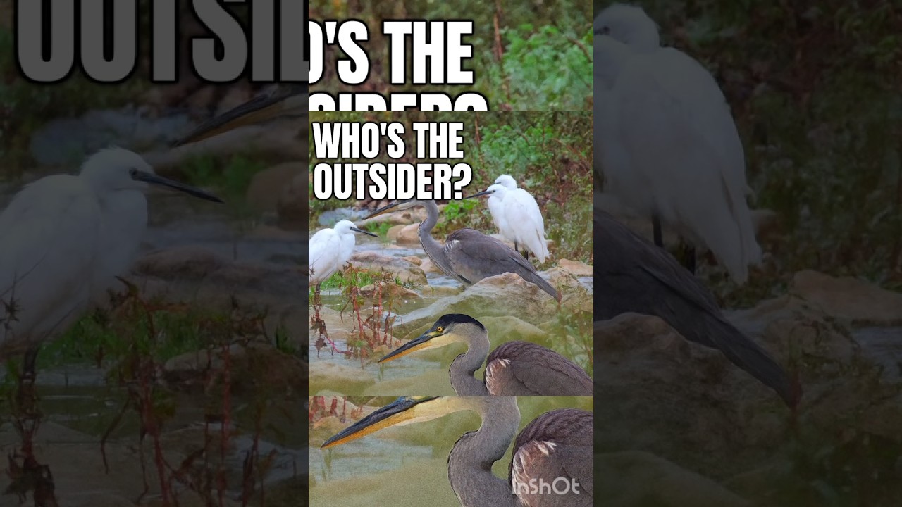 Herons; a calm shadow on the water, a symbol of silence and the splendor of nature…🦩